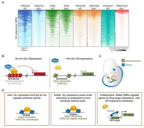 Figures And Data In Gli Transcriptional Repression Regulates Tissue