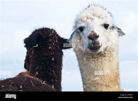 Black And White Alpaca Hi Res Stock Photography And Images Alamy