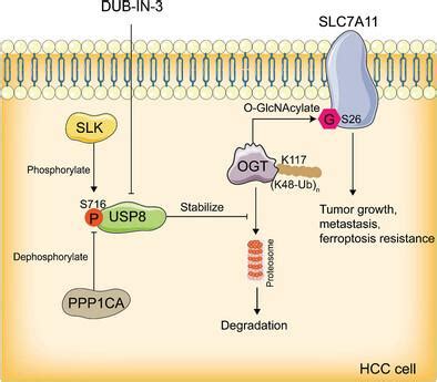 Targeting USP8 Inhibits O GlcNAcylation Of SLC7A11 To Promote