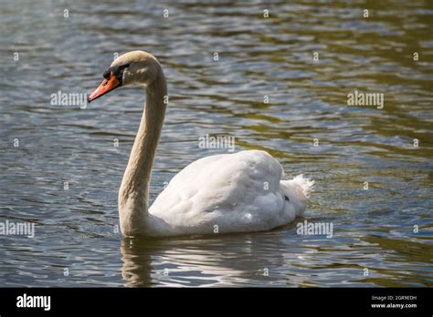 Ein anmutiger weißer Schwan der auf einem See mit dunkelgrünem Wasser