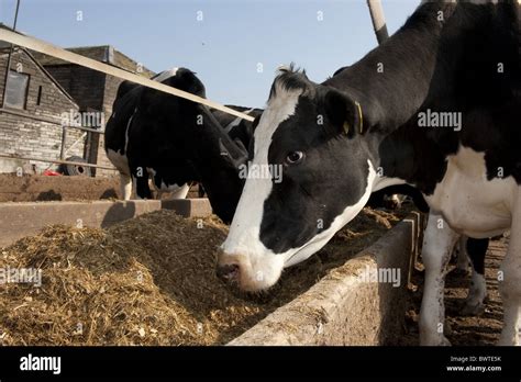 Feeding Cows Dairy Cattle Holstein Friesian Friesians Holstein