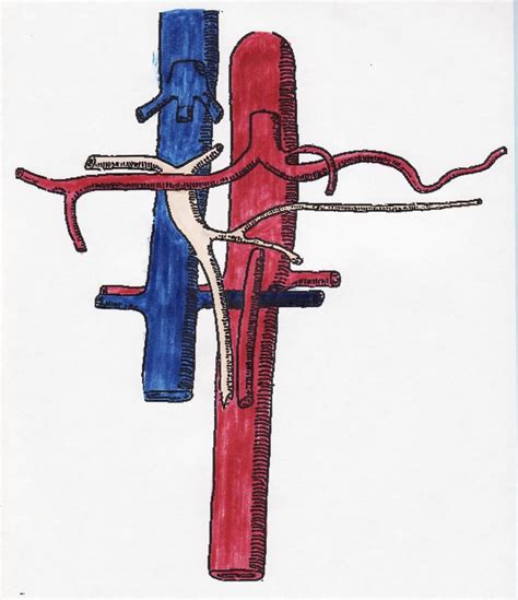 Abdominal Vasculature Diagram Quizlet