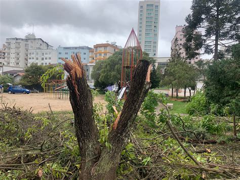 Árvores são retiradas do Parque Jonas Ramos em Lages entenda