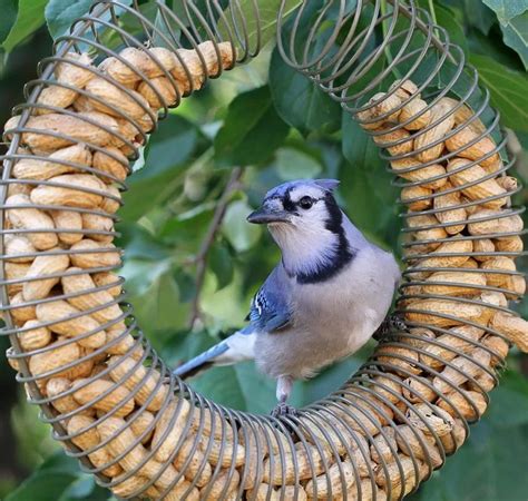 Suet Feeder Diy Bird Feeder Best Bird Feeders Bird Feeder Plans