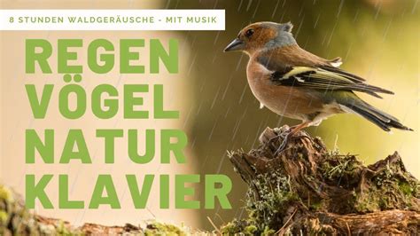 8 Stunden Waldgeräusche Regen Vögel Specht zum Einschlafen oder