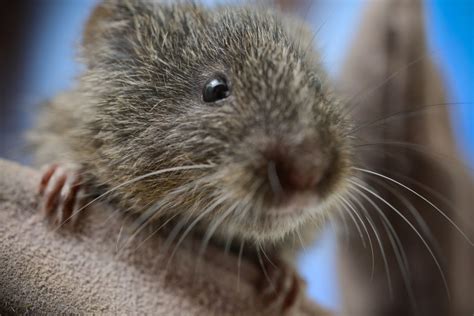 Saving the endangered vole