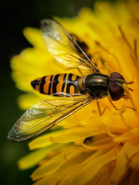 8 Tips For Incredible Insect Macro Photography On Iphone