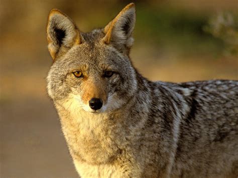 Coyote #3