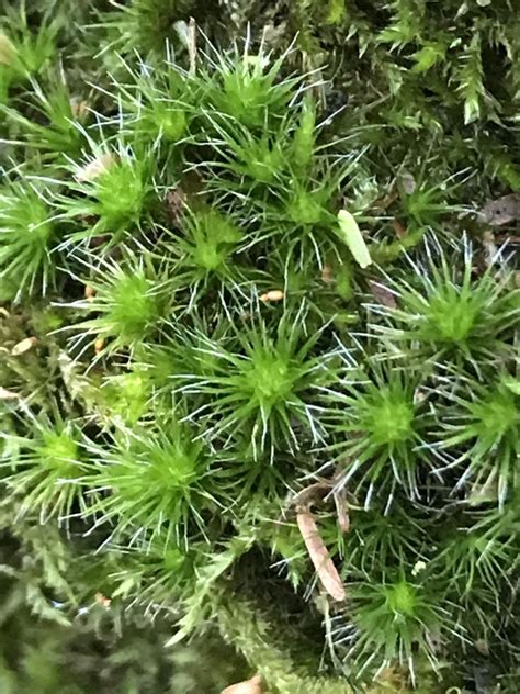 Heath Star Moss Bryophyta Mosses Of Vancouver Island Inaturalist Nz