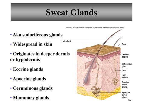 Chapter 6 Integumentary System Ppt Download