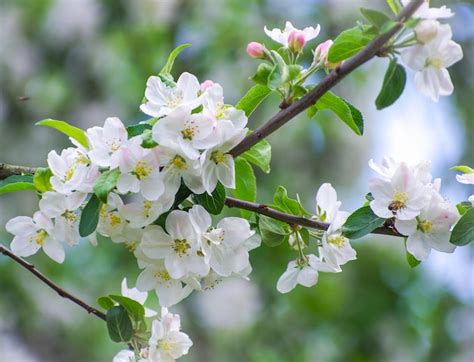 Rama de manzano con flores sobre un fondo de árboles en flor Foto Premium