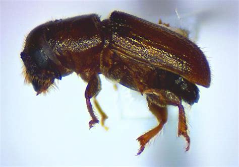 Southern Pine Beetle Identification Life Cycle Facts Pictures