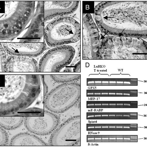 Representative Light Microscopic Images Of Caput Epididymis Sections