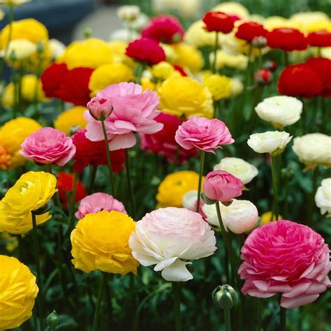 Fall Planted Ranunculus Bulb for Sale - Longfield Gardens