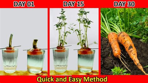 Growing Carrots From Discarded Stems Super Fast Efficient High Yield