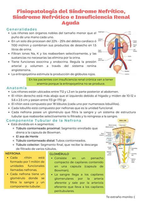 Fisiopatol Gica Del Sindrome Nefr To Nefr Tico Futuro Doctor Udocz