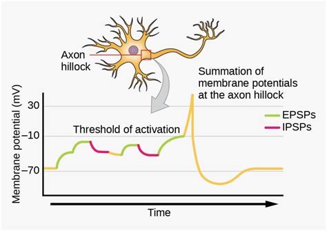 illustration shows  location   axon hillock axon hillock
