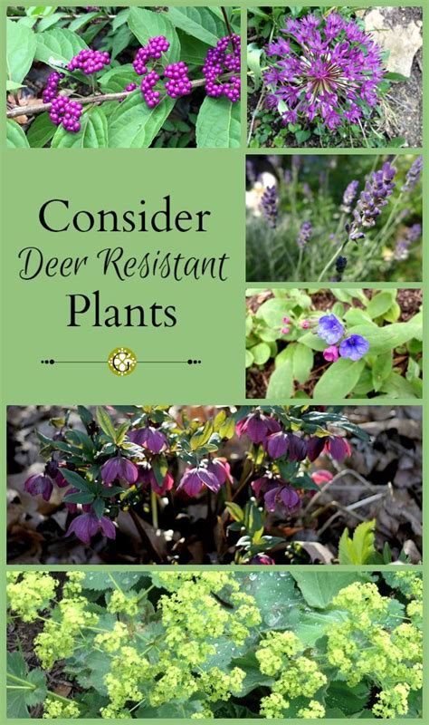 146 best Zone 5 Deer-resistant Plants images on Pinterest | Garden ...