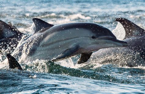 Triste réalité en Bretagne 500 échouages de dauphins et phoques par