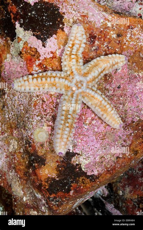 Starfish Espinosas Espinosas Estrella De Mar Estrellas De Mar