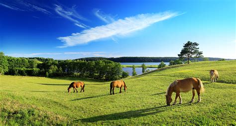 Meadow Horses Lonely Tree And Lake By Konradlew