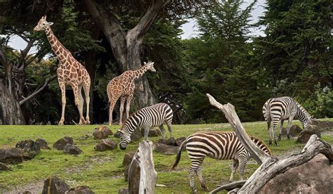 30 Best Zoos In The World Right Now Touristsecrets