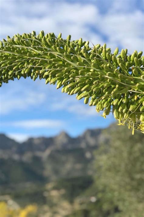 The Agave Attenuata Also Called Foxtail Agave Agave Attenuata