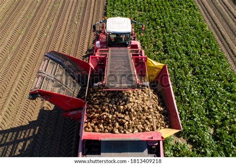 Harvesting Sugar Beet Images Stock Photos Vectors Shutterstock