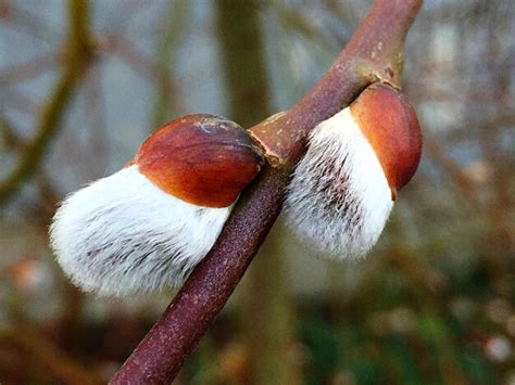 Premium Photo Close Up Of Pussy Willow