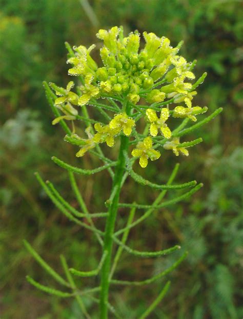 Brassica juncea (Chinese mustard): Go Botany