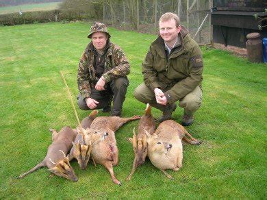 Gallery Muntjac Stalker