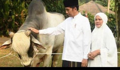 Presiden Jokowi Sudah Beli Sapi Kurban Untuk Idul Adha Nanti Bobot