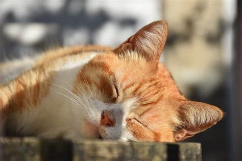 猫の睡眠時間は？寝方や寝る場所には意味がある？ ネコマガ