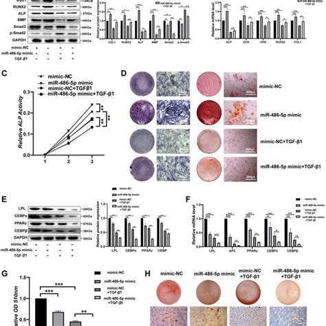 Mir 486 5p Regulates Bmmsc Differentiation Through The Tgf β Signalling Download Scientific