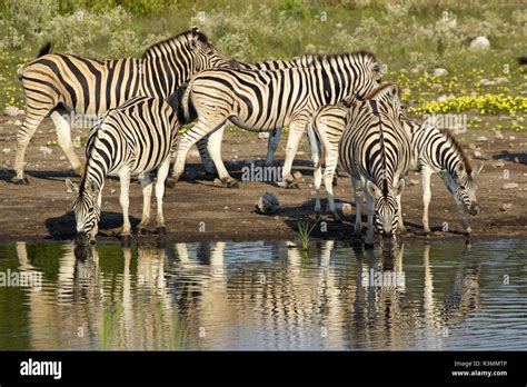 Zebra With Foal Drinking Hi Res Stock Photography And Images Alamy