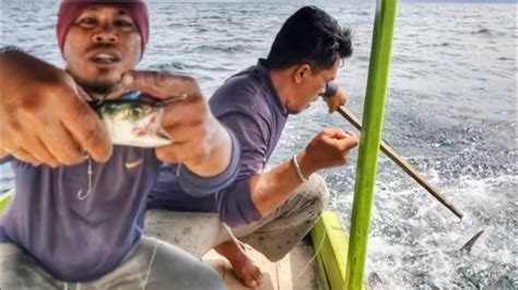 Mancing Ikan Tenggiri Teknik Tonda Umpan Hidup Rangkaian Mata