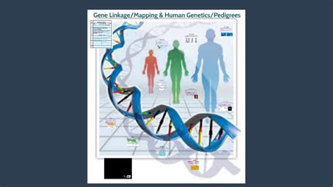 Gene Linkagemapping And Human Geneticspedigrees By Rachel Esquibel On Prezi