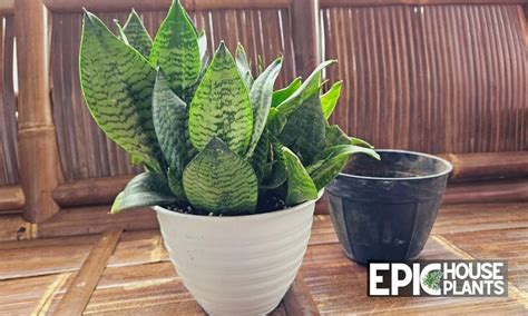 The 4 Astounding Snake Plant Benefits – Epic Houseplants