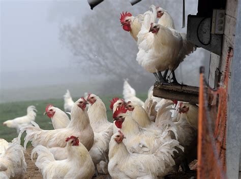 Ain Grippe Aviaire Pas De D Rogation Au Confinement Dans La Bresse