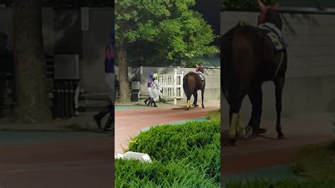 20231013 園田競馬12rパドック 佐々木世麗騎手（5番） 現地観戦 パドック 佐々木世麗 競馬動画まとめ