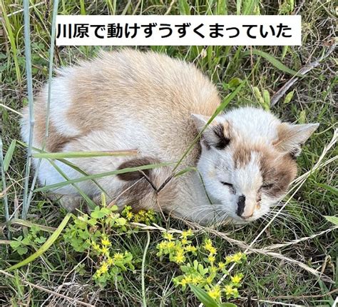 川沿いで激やせ三毛猫保護 サクラねこ名古屋