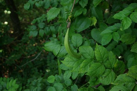 Trumpet Vine Seed Pod Seed Pod Of American Trumpet Vine C Flickr