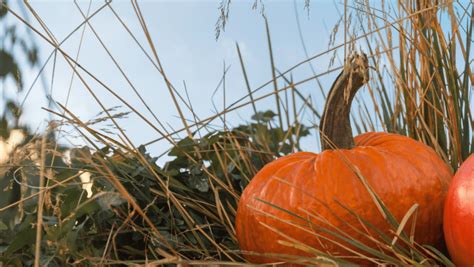 The Origins Of Mabon Traditions And Rituals For The Autumn Equinox