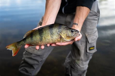 Fischbestandserhebung Gro E Inventur Am Elbe L Beck Kanal