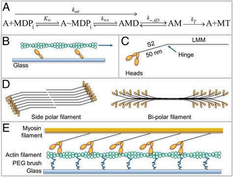 Myosin In Muscle