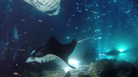 Night Dive With Giant Manta Rays Kona Big Island 2016 Youtube