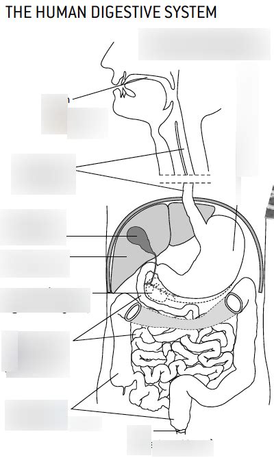 Digestion And Absorption Diagram Quizlet