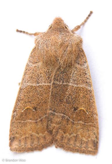 Eupsilia Morrisoni Bugguidenet