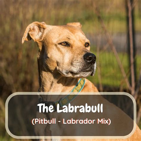 Labrabull All About The Pitbull Lab Mix Labrajoy