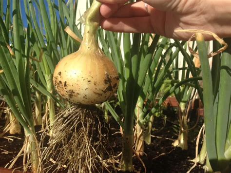 Bulbo Da Cebola Introdu O Como Plantar Colheita E Desenvolvimento